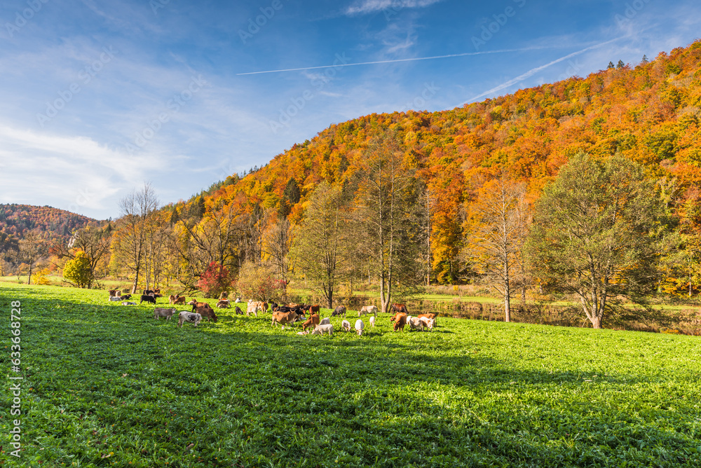 Cows grazing on a meadow in front of autumn forest with colorful leaves, Upper Danube Valley, Upper Danube Nature Park, Swabian Alb, Baden-Wuerttemberg, Germany Cows grazing on a meadow in front of autumn forest with colorful leaves, Upper Danube Valley, Upper Danube Nature Park, Swabian Alb, Baden-Wuerttemberg, Germany