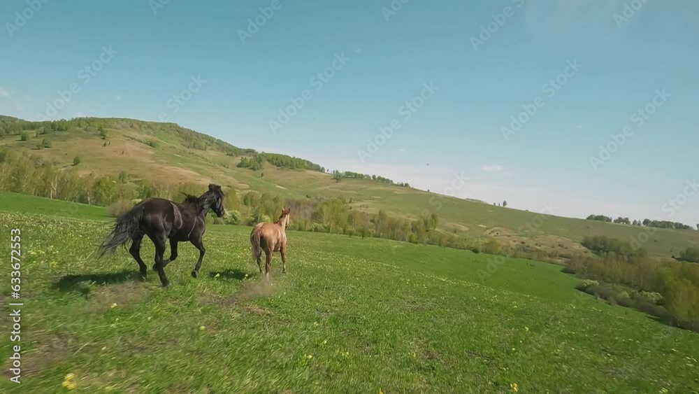 Beautiful black horse chases beige coated running along empty green meadow aerial view. Active animals gait in hilly valley under clear sky slow motion Beautiful black horse chases beige coated running along empty green meadow aerial view. Active animals gait in hilly valley under clear sky slow motion