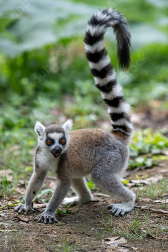 a ring tailed lemur in the filed