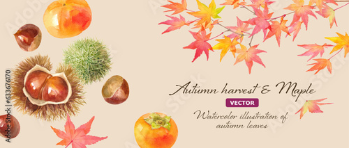 秋の味覚。柿と栗と紅葉で構成した秋のイメージバナー背景。水彩イラスト。（ベクター。レイアウト変更可能）