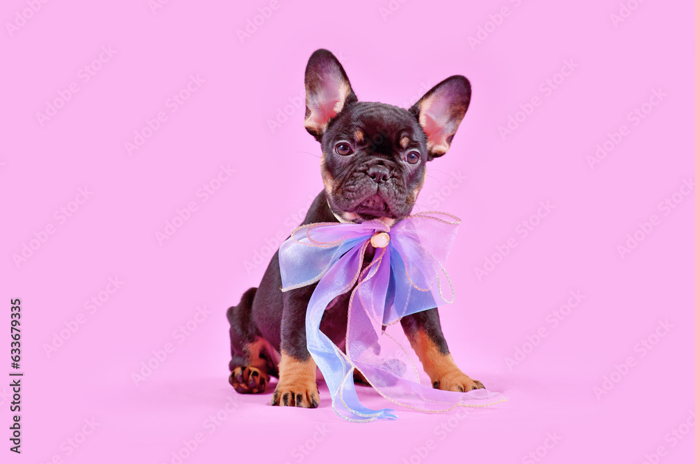 Cute tan colored French Bulldog dog puppy with pink ribbon