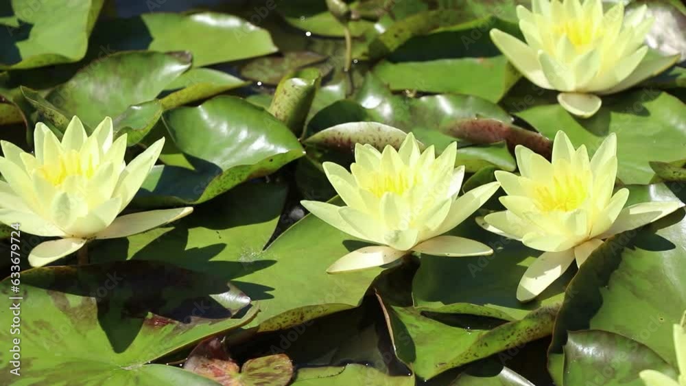 Water lily on the river Dnieper in Ukraine in the city of Dnipro in summer Water lily on the river Dnieper in Ukraine in the city of Dnipro in summer
