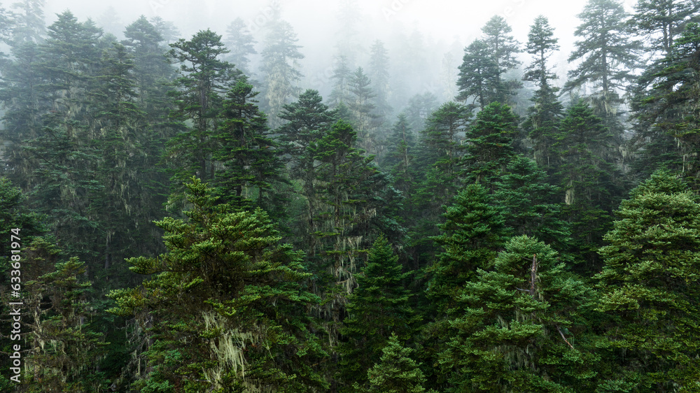 Beautiful foggy pine tree forest landscape in Sichuan,China