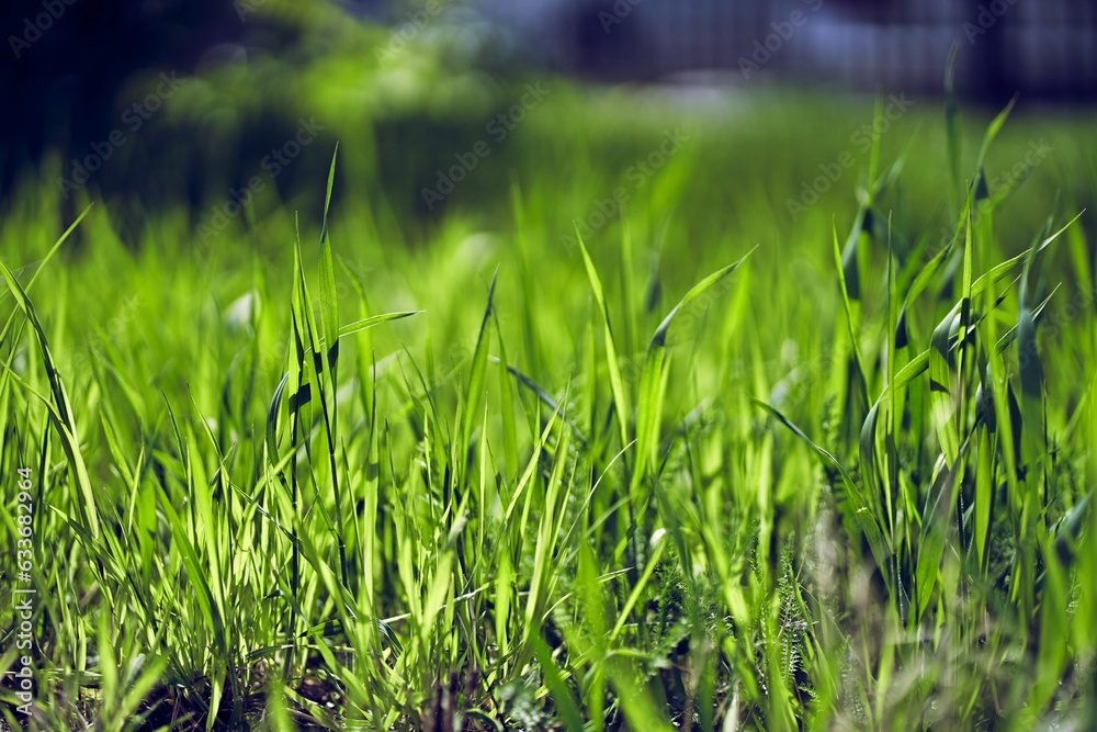 Obraz premium Beautiful abstract background of green grass with bokeh effect. Spring background concept. With a space to copy. High quality photo