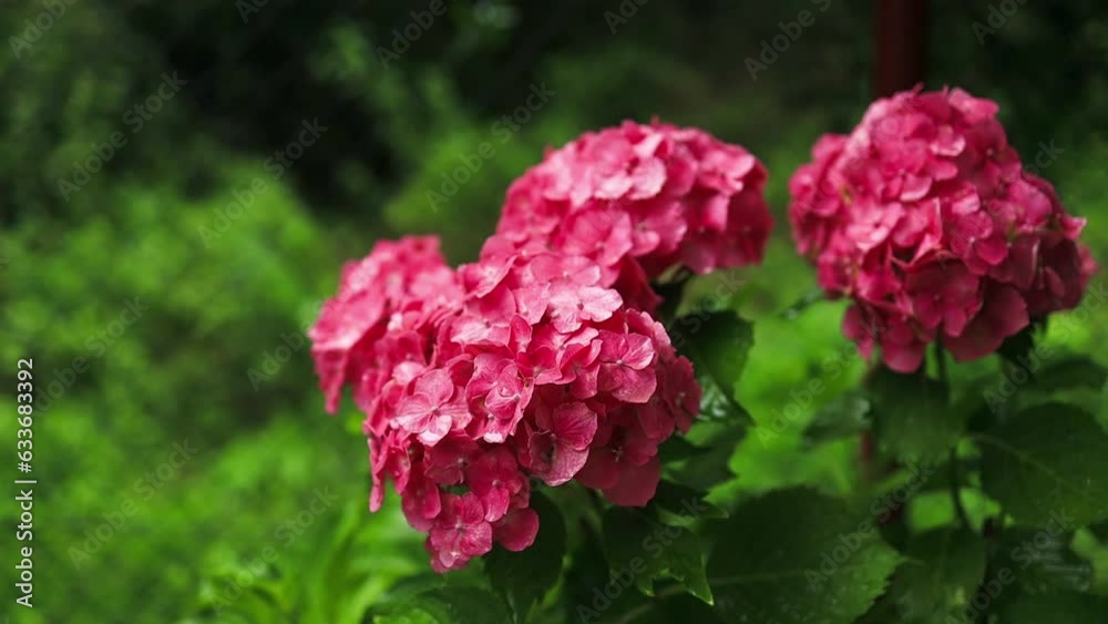 custom made wallpaper toronto digitalPink and Red Hydrangea, macrophylla flowers, or hortensia, in a garden 