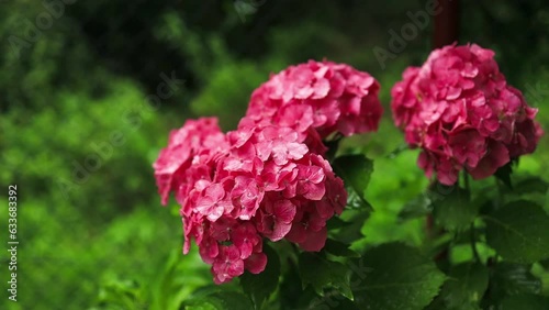 Wallpaper Mural Pink and Red Hydrangea, macrophylla flowers, or hortensia, in a garden  Torontodigital.ca