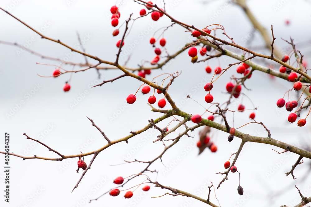 Hawthorn branch with red berries on a light background Hawthorn branch with red berries on a light background