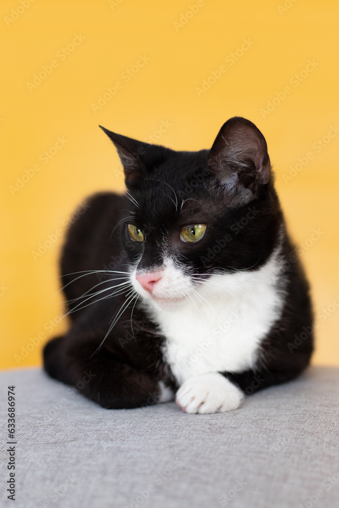 small cat portrait on yellow background