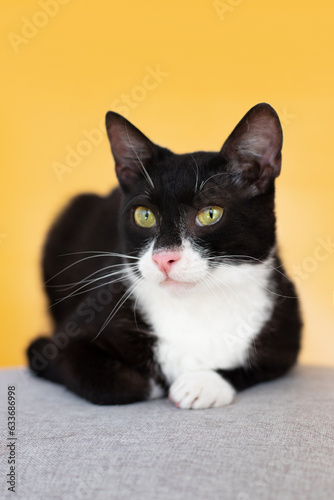 small cat portrait on yellow background © Krystsina