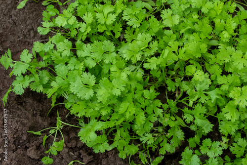Top view of Fresh growing green Coriander (Cilantro) leaves in Vegetable plot background.