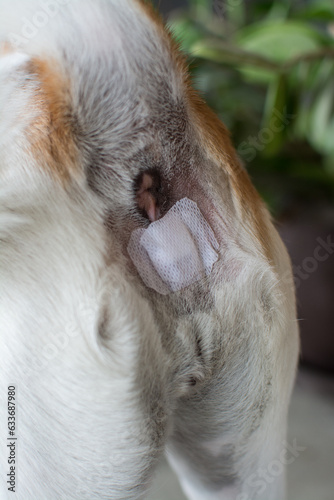 adhesive bandage near dog's anus