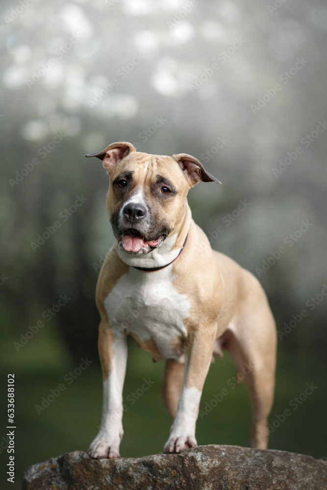 Obraz premium dog portrain in blossom spring nature park