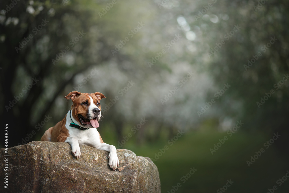 dog portrain in blossom spring nature park dog portrain in blossom spring nature park