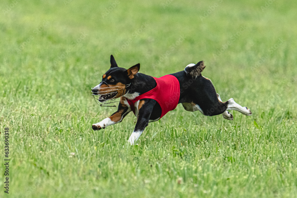 Basenji dog lifted off the ground during the dog race competition