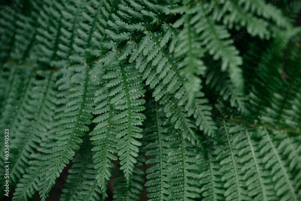 Selective focus of fern leaf isolated in dark background. Natural ferns leaves pattern. Beautiful ferns leaves green foliage. Natural floral fern.