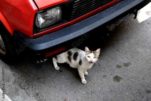 A kitty hidden under a car. an old car and a young cat