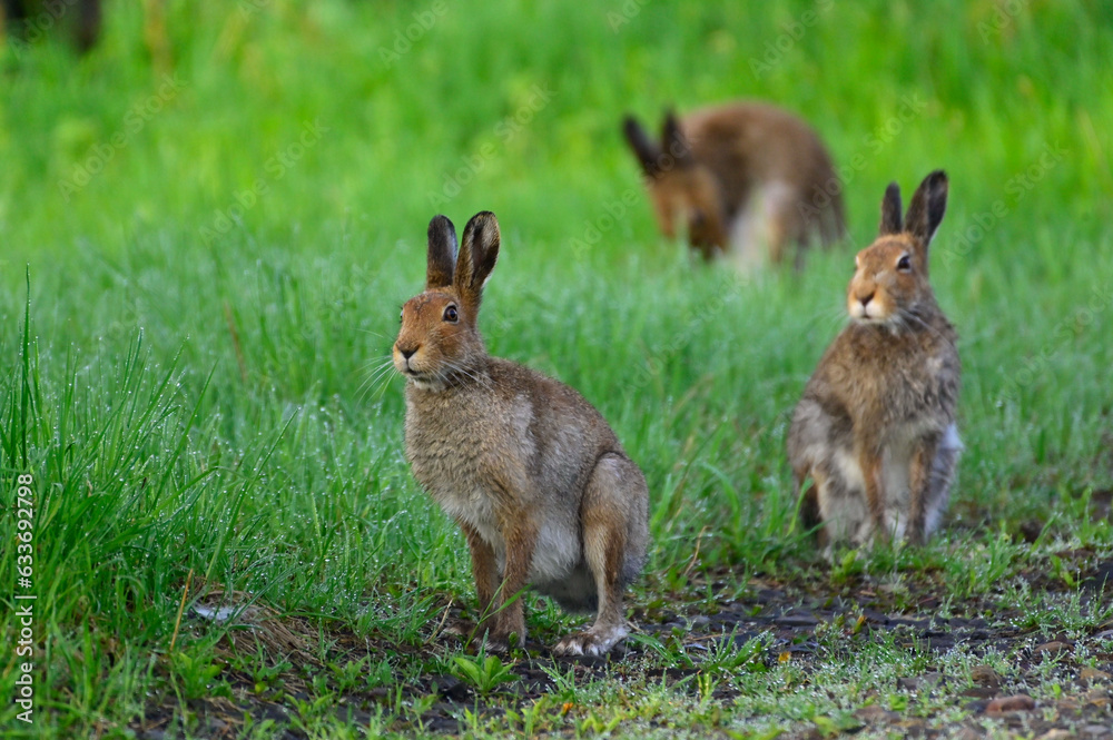 Fototapeta premium エゾユキウサギ