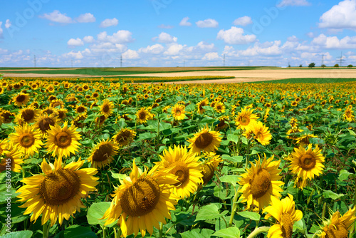 agricultural field with blo...