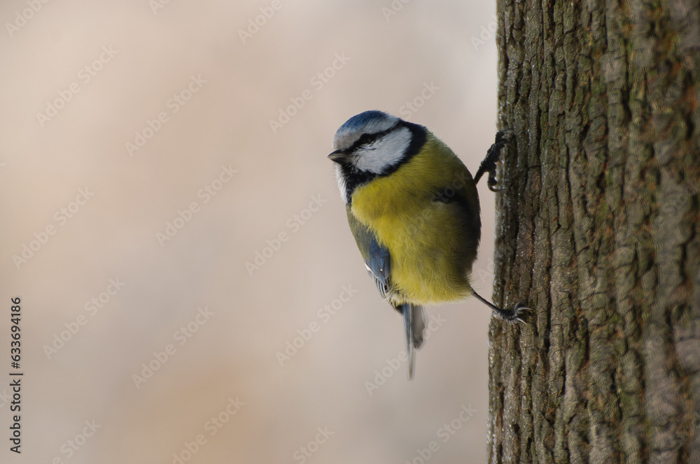 Naklejka premium Sikorka