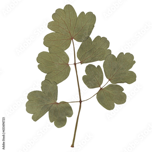 Fototapeta Naklejka Na Ścianę i Meble -  Isolated Pressed and dried Leaf. Aesthetic scrapbooking Dry plants