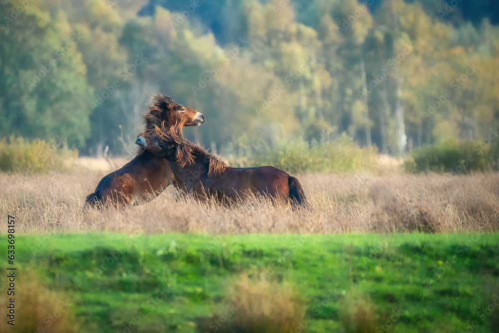Two fighting wild brown Exmoor ponies, against a forest and reed background. Biting, rearing and hitting. autumn colors in winter. The Netherlands. Selective focus,fight, two animals.