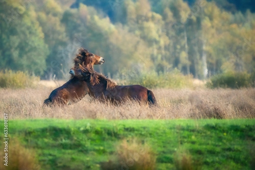 Obraz na płótnie Two fighting wild brown Exmoor ponies, against a forest and reed background. Biting, rearing and hitting. autumn colors in winter. The Netherlands. Selective focus,fight, two animals. w salonie