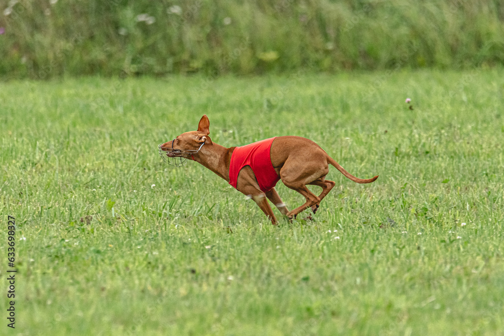 Fototapeta premium Cirneco&nbsp;dell etna dog running in red jacket on green field in summer