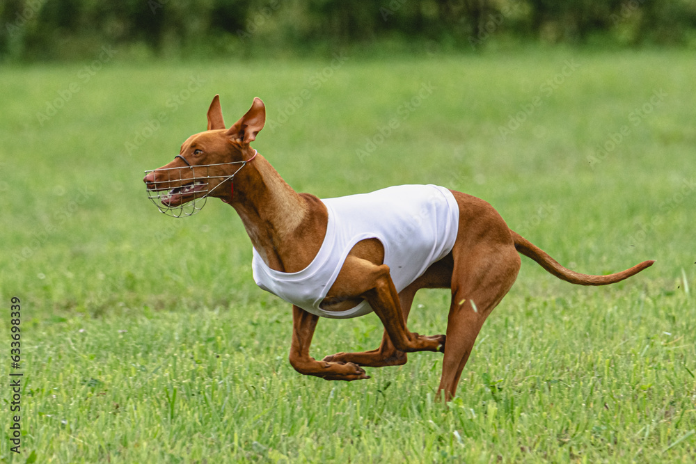 Cirneco dell etna dog running in white jacket on green field in summer