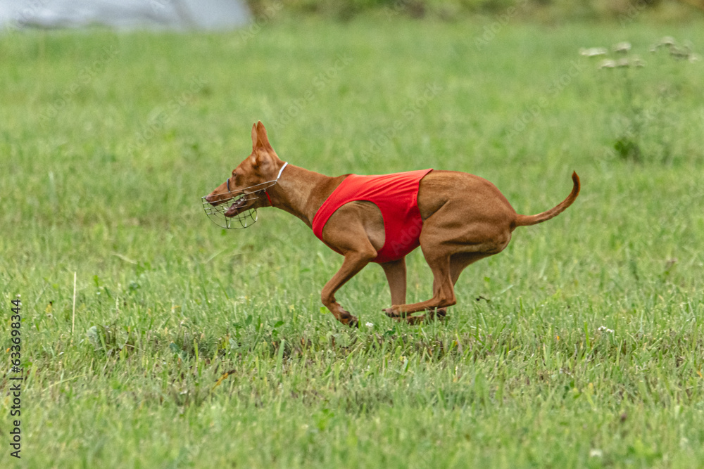 Cirneco dell etna dog running in red jacket on green field in summer Cirneco dell etna dog running in red jacket on green field in summer