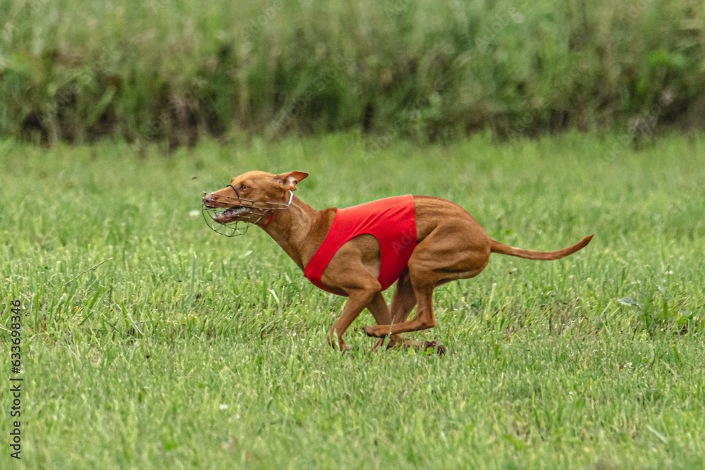 Cirneco dell etna dog running in red jacket on green field in summer Cirneco dell etna dog running in red jacket on green field in summer