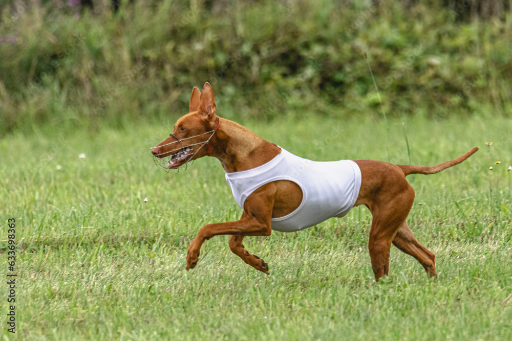 Cirneco dell etna dog running in white jacket on green field in summer Cirneco dell etna dog running in white jacket on green field in summer