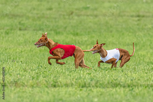 Two cirneco dell etna dogs running in red and white jacket on green field in summer