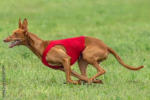 Cirneco dell etna dog running in red jacket on green field in summer