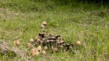 Unidentified toadstools on North Yorkshire smallholding woodland at 900ft. July 2023