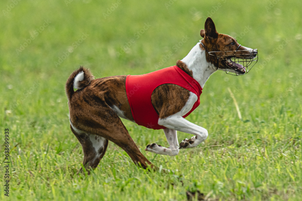 Basenji running full speed at lure coursing dog sport