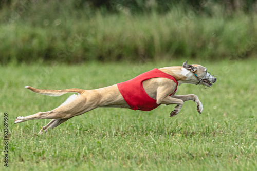 Whippet dog running in a red jacket on coursing green field