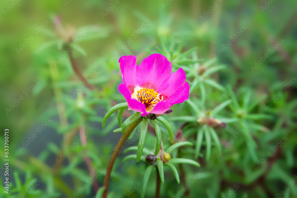 Garden flowers. Flowers of Purslane. Flower bed. Selective focus Garden flowers. Flowers of Purslane. Flower bed. Selective focus