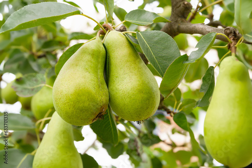 Pears among leaves. Pear on a branch. Green unripe fruits close up. Selective focus