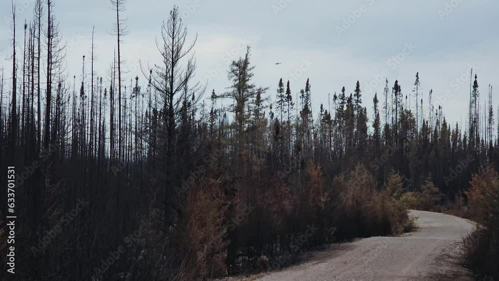 POV View of Aftermath of Kirkland Lake Forest Fire with Charred Trees and Lonely Road POV View of Aftermath of Kirkland Lake Forest Fire with Charred Trees and Lonely Road