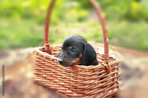 Puppy in a basket. Dachshund puppy. Lovely little dog. Selective focus