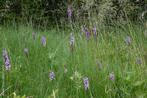 Closeup on an aggregation of purple flowering common spotted orchid, Dactylorhiza fuchsii in a grassland meadow photo