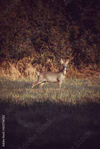 Single doe on a glade. Autumn outdoor.