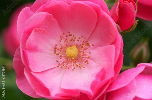 Beautiful wild rose close-up. Natural background.