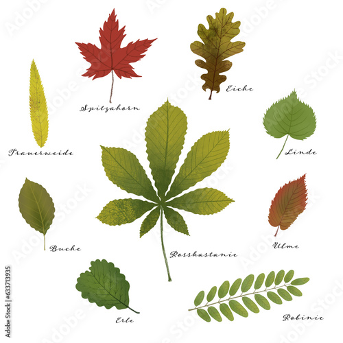 Collection of beautifully illustrated leaves. Decorative set of colorful oak, walnut and acorn leaves for decoration, banner, or educational content. High-quality illustration.