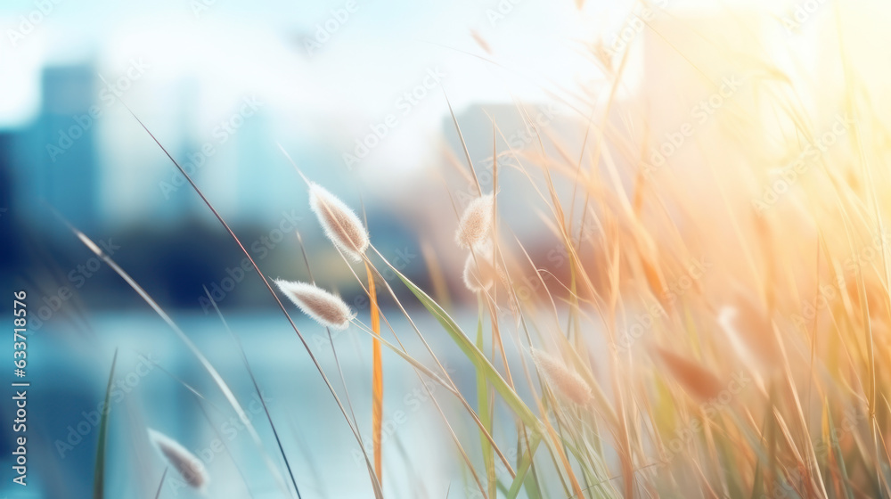 grass and sun in the city grass and sun in the city