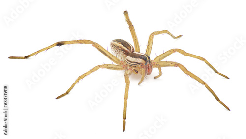Rabid Wolf Spider - Rabidosa Rabida - is found mainly in the Eastern and Southern parts of the United States from Maine to Florida and west to Texas isolated on white background top front side view © Chase D’Animulls