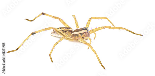Rabid Wolf Spider - Rabidosa Rabida - is found mainly in the Eastern and Southern parts of the United States from Maine to Florida and west to Texas isolated on white background side profile view