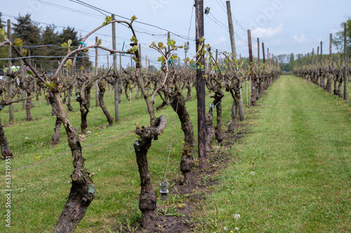 Dutch winery and vineyard in North Brabant, Netherlands, rows on growing grape plants