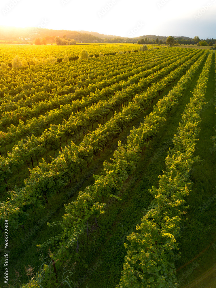Aerial view of grapevines in sunset vineyard landscape