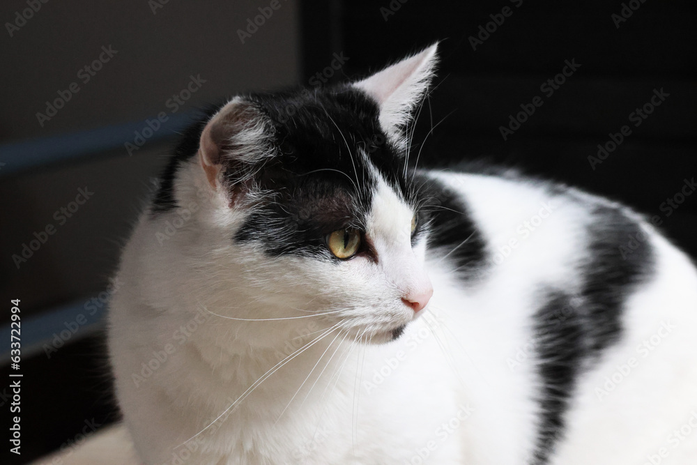 Furry friend Ghengis